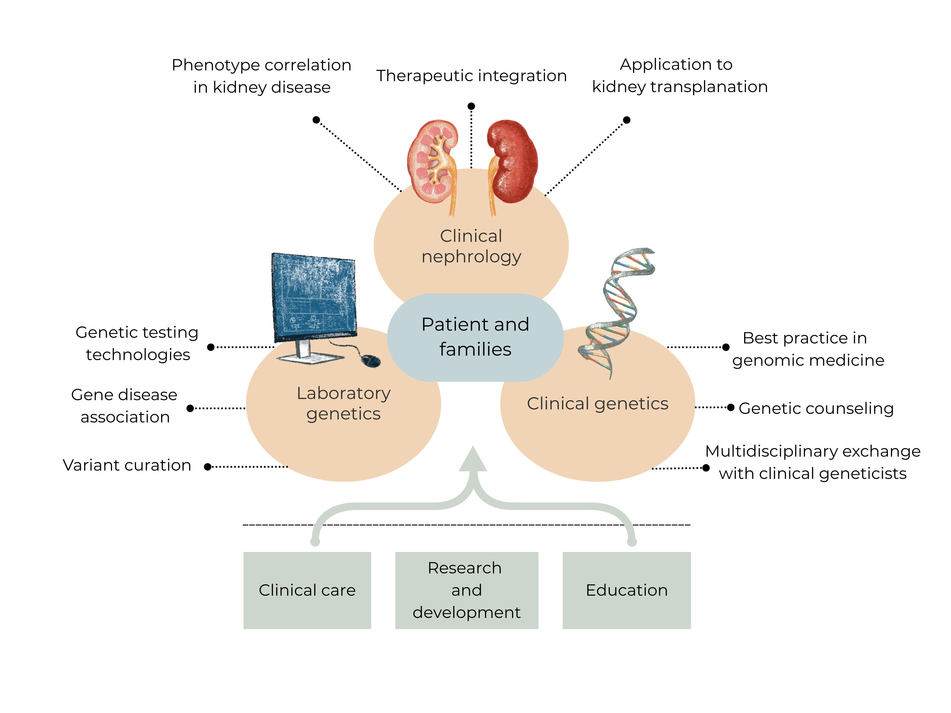 Diagram showing the integration of Clinical Nephrology, Laboratory Genetics, and Clinical Genetics around the patient and family, supporting clinical care, research and development, and education.
